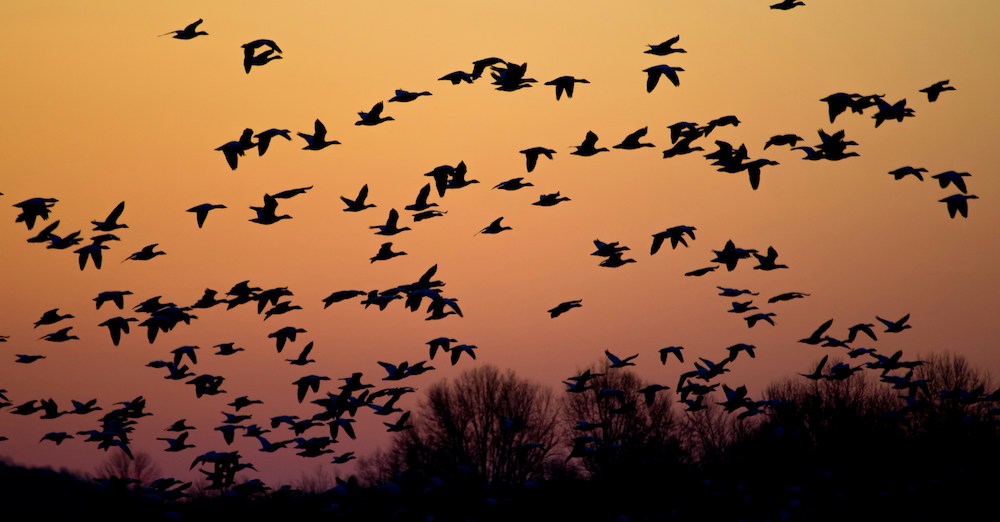 Birds migrating against a sunset background