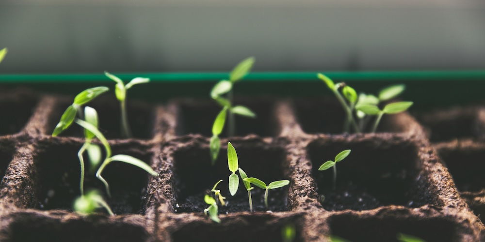 young green seedlings sprouting from brown soil-filled compartments in a planting tray